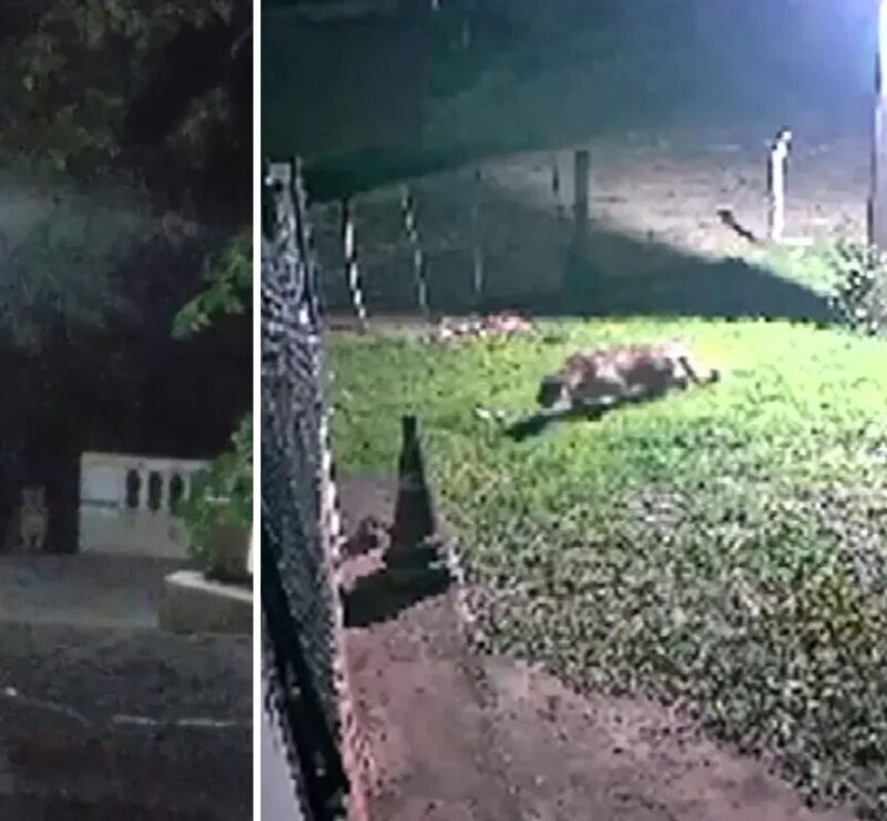 Onça-pintada é vista por dois dias seguidos perto de moradores em Corumbá