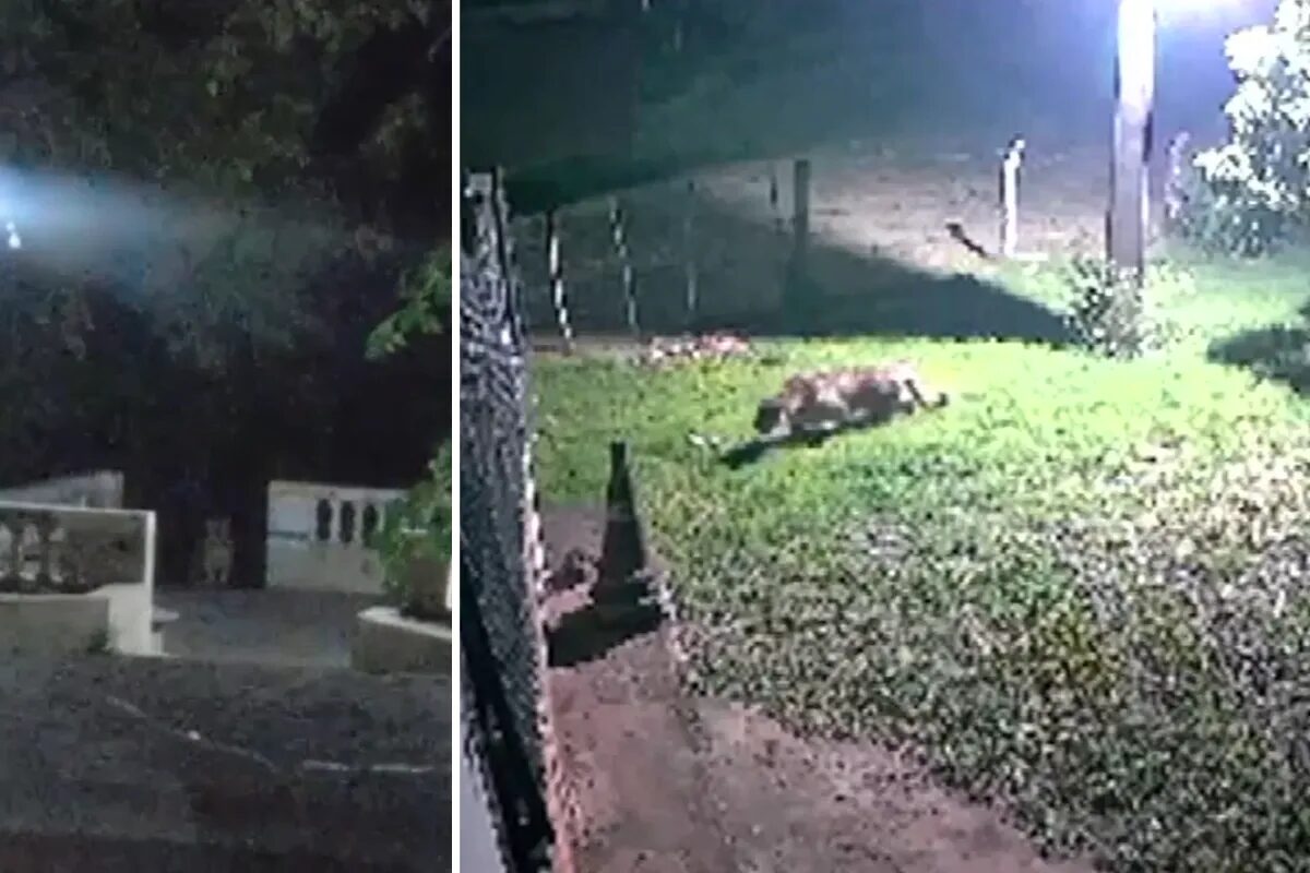 Onça-pintada é vista por dois dias seguidos perto de moradores em Corumbá